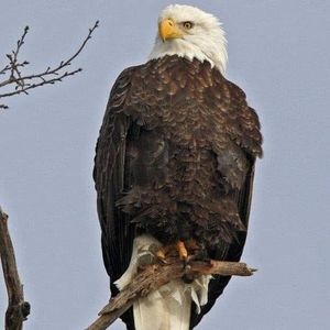 Meet your Posher, Rodney regnier